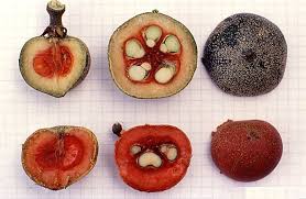 Image result for Pentadiplandra brazzeana