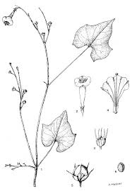 Image result for Ixora kalehensis