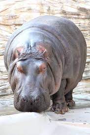 فرس النهر photo hippopotamus 54 jpg bestgraph
