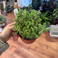 Image result for Crassula