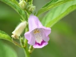 Image result for Sesamum triphyllum