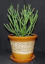 Pin On Houseplants And How To Care For Them