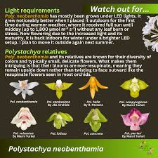 Image result for Polystachya mildbraedii