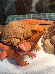 Neb Hugging Her Toy Beardie So Cute Bearded Dragon Bearded Dragon Cute Baby Bearded Dragon