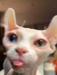 This is Pickles, my sassy Bambino Sphynx. She turns 3 next month and she  has more personality than most humans. She's also a mini skinfluencer  (lilpicklesjar