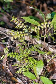 Image result for Phyllocladus trichomanoides
