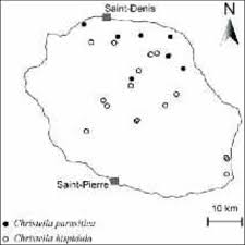 Image result for Christella gueinziana