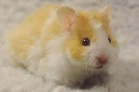 Teddy bear, with a huge belly button jump on the podium. Teddy Bear Syrian Hamster As Pet Pet Comments