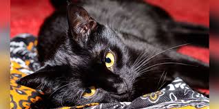 Your cat might be introverted, very smart, and obsessed with their toys, but this doesn't make them autistic. Cat Friendship Benefits Children With Autism Spectrum Disorder