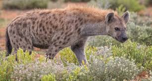 An extremely lucky rabbit was able to outwit this leopard just in the nick of time. Spotted Hyena Wikipedia