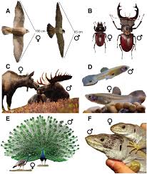 不只是雌雄：性别的起源和流动丨浙江大学生命演化研究中心