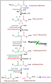 Beta Oxidation Of Fatty Acid Biochemistry Microbe Notes