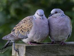 Check spelling or type a new query. 7 Makanan Burung Perkutut Agar Rajin Bunyi Dan Gacor Terus Pintarpet