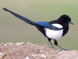 For curbside, all meats and sandwiches are sold by the portion. Black Billed Magpie Ebird