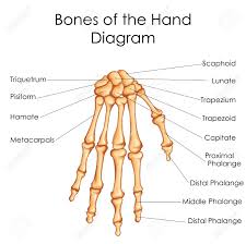 Medical Education Chart Of Biology For Bones Of Hand Diagram