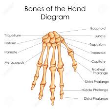 medical education chart of biology for bones of hand diagram