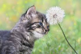 It is best to familiarize yourself with the list of toxic plants and keep these types of plants out of. What Plants Are Toxic To Cats Petbarn