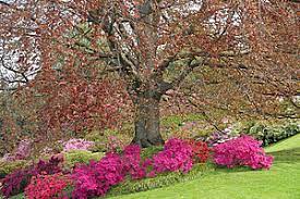 Die bepflanzung japanischer gärten durchlief einen ähnlichen wandel wie die bedeutung der steine: Inspirationen Aus Fernost Meingartenversand De