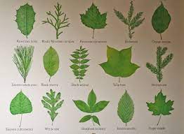 We did not find results for: Tree Leaves Tree Identification Flower Chart Nature Inspired Design