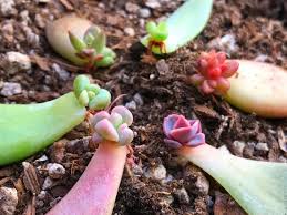 Insert stem cuttings into soil for rooting. Propagating Succulents Jack Frost Landscapes Garden Center
