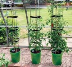 Proper watering is a big key to success for growing tomatoes in pots. Best Self Watering Planter For Tomatoes Tomato Growing