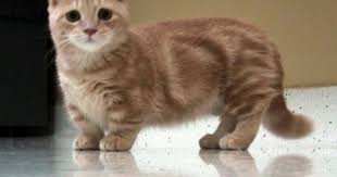 Community Post 17 Ways To Tell Corgis Are The Right Dogs For You Munchkin Cat Munchkin Kitten Munchkin Cat Scottish Fold