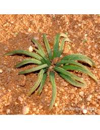 Image result for Litanthus pusillus