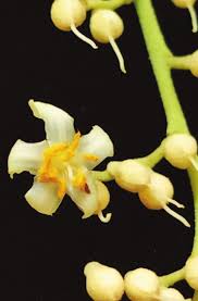 Image result for Monotes adenophyllus