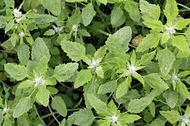 Image result for Atriplex