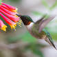 Adamah ATL – Interfaith Shabbat Bird Walk and Outdoor Service
