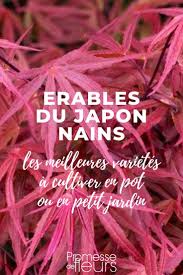On peut le tailler en fin d'hiver mais cela n'est souvent pas nécessaire. Erable Du Japon Nain Les Meilleures Varietes Pour Pot Et Petit Jardin