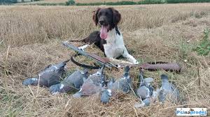 Image result for Malý münsterlandský ohař