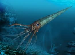 Image result for Orthopichonia