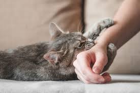 Maybe you would like to learn more about one of these? Alasan Kucing Suka Menggigit Tangan Kita Dan Cara Mengatasinya Halaman All Kompas Com