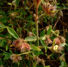 Image result for Stylosanthes guianensis