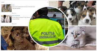 Hi/low, realfeel®, precip, radar, & everything you need to be ready for the day, commute, and weekend! PoliÈ›ia Animalelor CheamÄƒ La ExplicaÈ›ii SÄƒtmÄƒrenii Care Vand Animale Pe Internet Mai Multe Persoane Audiate