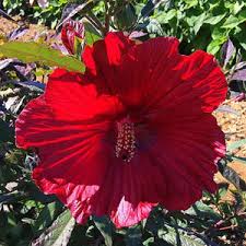 Image result for Hibiscus mechowii