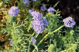 Image result for Commelina capitata