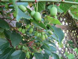 Kiwibeeren Superfood Mini Kiwi Pflanze Zuchten Kiwi Pflanzen Pflanzen Pflanzen Fur Zu Hause
