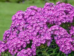 Phlox Paniculata Laura 2 To 3 X 1 To 2 Garden Phlox Phlox Paniculata Herbaceous Perennials