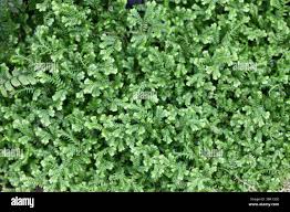 Image result for Adiantaceae