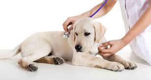 Dogs And Chronic Vomiting Causes And Treatments Cesar S Way