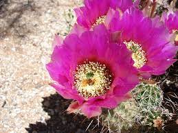 It is estimated that there are more than 200 genera, with about 2,500 species. Deserts In Bloom 6 Spots For Springtime Wildflower Watching
