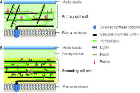 Plant cells are eukaryotic cells present in green plants, photosynthetic eukaryotes of the kingdom plantae.their distinctive features include primary cell walls containing cellulose, hemicelluloses and pectin, the presence of plastids with the capability to perform photosynthesis and store starch, a large vacuole that regulates turgor pressure, the absence of flagella or centrioles, except in. Cellulose Formation In Primary A And Secondary Plant Cell Walls B Download Scientific Diagram