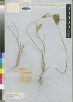 Image result for Chloris pilosa