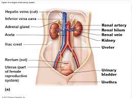 Digestive Urinary Diagrams Anatomy Phys 3 A B Powers S1