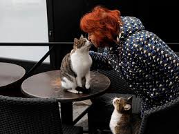 Dışarıdan bulacağınız çimler onların kusmasına neden olacaktır. Evcil Hayvanlar Ruh Sagligina Nasil Iyi Geliyor Independent Turkce