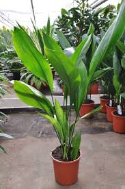 Schusterpalme Metzgerpalme Zimmerpflanzen Ideen Pflanzen Pflanzen Fur Zu Hause