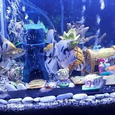 Memilih peralatan yang tepat untuk akuarium air tawar. Aksesoris Aquarium Spongebob Dkk Full Set Shopee Indonesia
