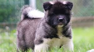 Although these dogs are fairly new to north america, they have been around in europe for some time. Puppies For Sale Dogs Jelena Dog Shows